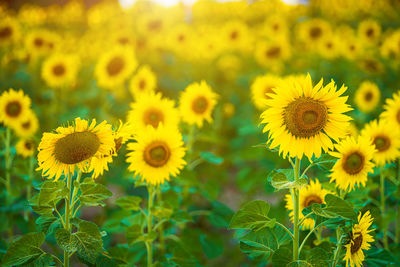Close-up of yellow flowering plant on field