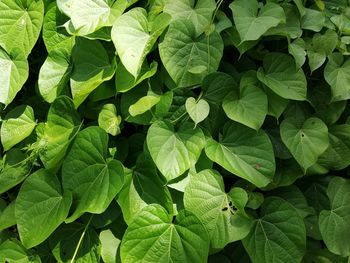 Full frame shot of green leaves