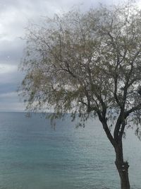 Tree by sea against sky