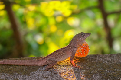 Close-up of lizard on tree