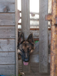 Portrait of dog on wood