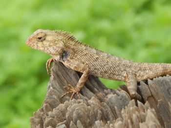 Close-up of lizard on rock