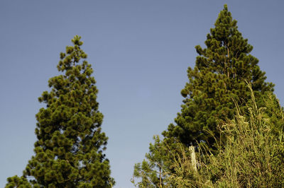 Low angle view of trees against clear sky