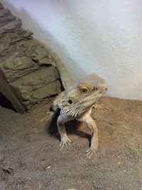 Lizard in zoo