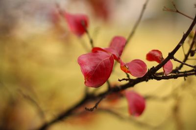 Close-up of pink flower