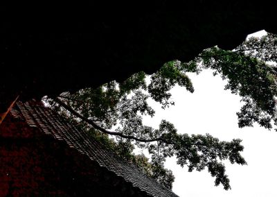 Low angle view of tree against sky at night