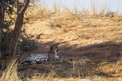 Cheetah standing on field