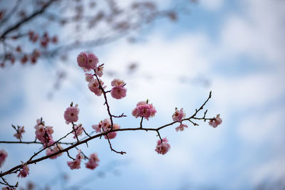 Low angle view of flower tree against sky