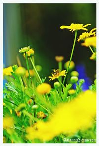 Close-up of yellow flowers blooming in spring