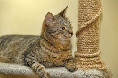 Close-up of a cat looking away