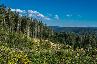 Panoramic view of trees in forest against sky