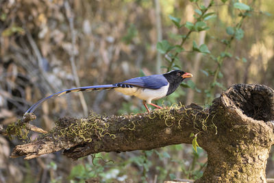 Close-up of bird perching on tree trunk in forest