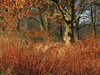 Trees in forest during autumn