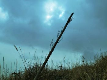 Low angle view of plants on land against sky