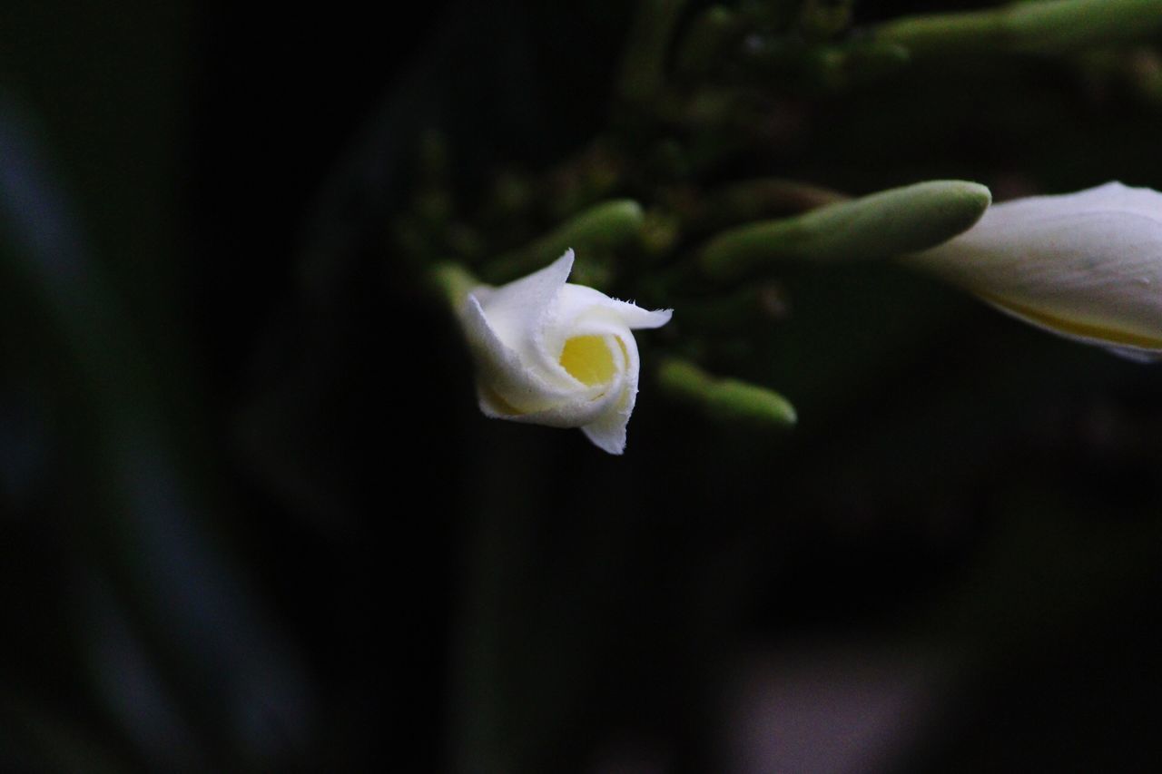 CLOSE-UP OF WHITE FLOWER