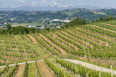 Scenic view of vineyard against sky