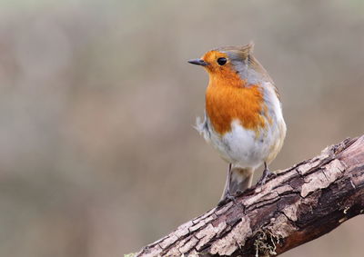 Close-up of bird perching on branch