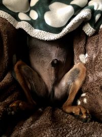 High angle view of dog sleeping