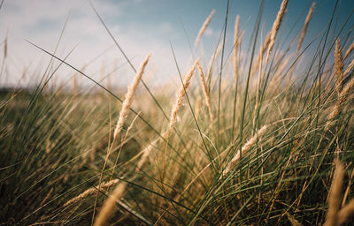 Close-up of crops on field against sky