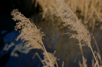 Close-up of dried plant on field