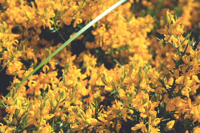 Close-up of yellow flowering plants on field