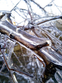 Close-up of icicles on tree during winter