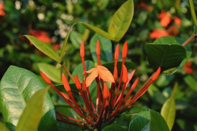 Close-up of orange flowering plant