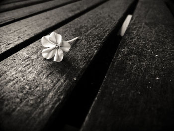 Close-up of white flower on table