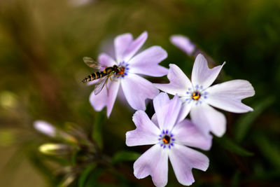 Close-up of insect on purple flower