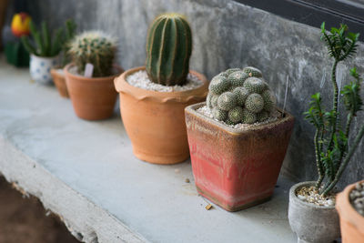 High angle view of potted plants on retaining wall