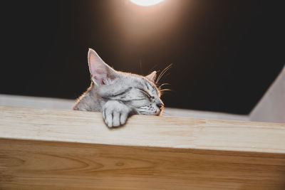 Cat sleeping on table