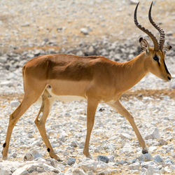 View of impala walking on rocky surface