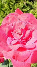 Close-up of pink roses