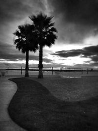 Palm trees against cloudy sky