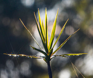 Close-up of plant against blurred background