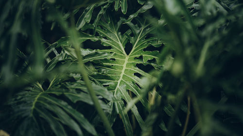 Close-up of plants growing on field