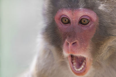 Close-up portrait of monkey