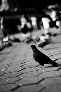 Close-up of bird perching on wood