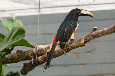 Close-up of bird perching on water