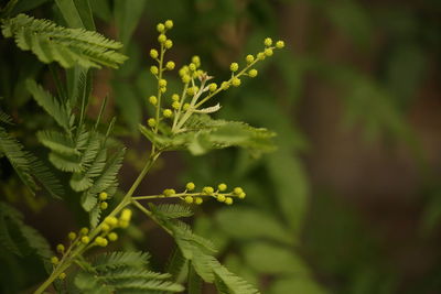 Close-up of fern