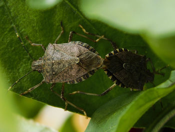 Close-up of butterfly on leaf