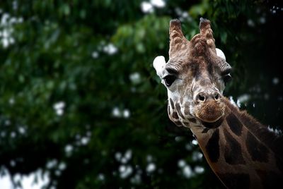 Low angle portrait of giraffe against tree