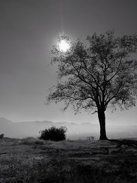 Tree on field against clear sky