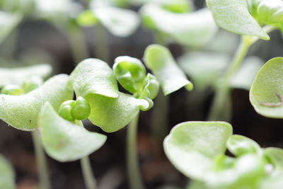 High angle view of green plant