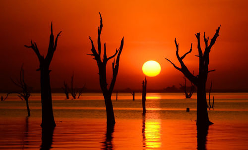 Silhouette bare trees against orange sky during sunset