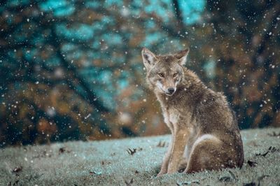 Full length of a wolf sitting on grass