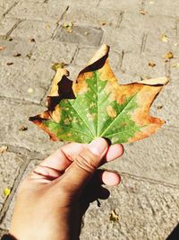 Close-up of hand holding dry leaves