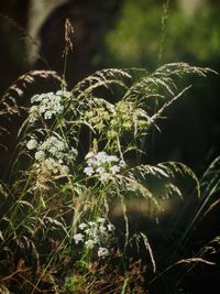 Close-up of plant growing on field