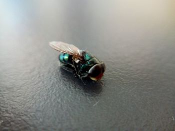 Close-up of housefly