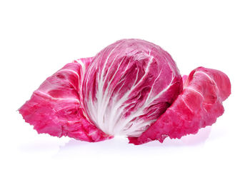 Close-up of pink rose against white background